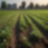 A lush field showcasing advanced agronomic techniques