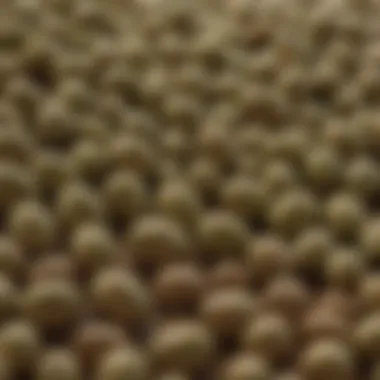 Genetic Diversity in Mung Beans Close-up of mung bean seeds showing genetic diversity