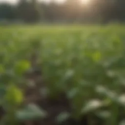 Healthy mung bean plants in a field