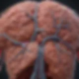 Illustration of neuroendocrine tumor locations in the liver