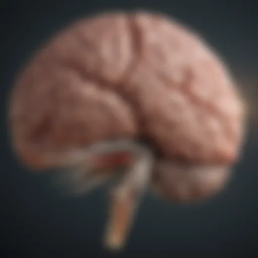 Illustration depicting the brain highlighting areas affected by mild cognitive impairment