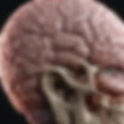 Brain scan showing early signs of glioblastoma