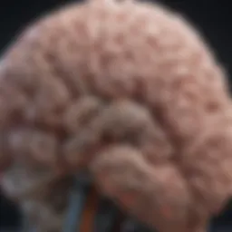 A diagram illustrating the brain areas targeted by RTMS therapy