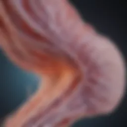 Detailed representation of smooth muscle actin staining techniques