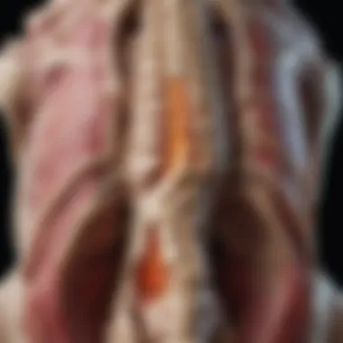 Diagram showcasing the diagnostic criteria for spondyloarthritis