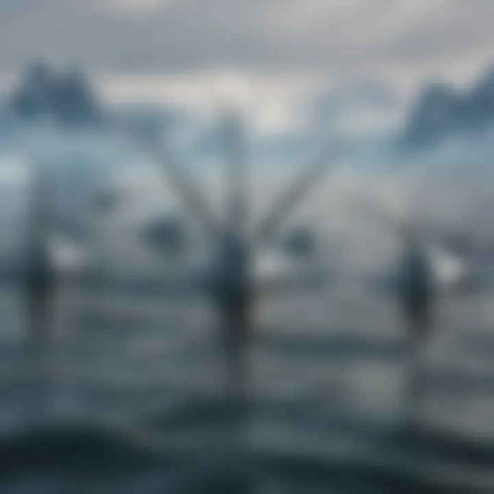 Group of narwhals swimming together in Arctic waters