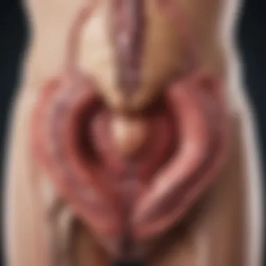 Close-up of a urinary tract anatomy illustration showing potential infection sites.