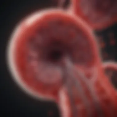 Visual representation of the spleen's filtering mechanisms