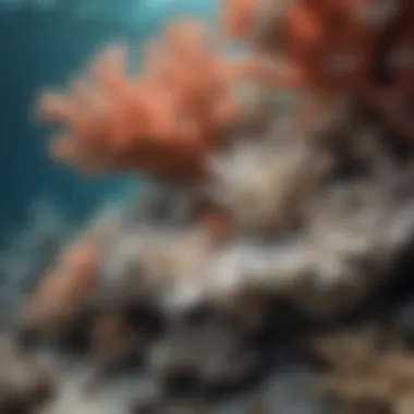 Coral reef bleaching due to rising ocean temperatures