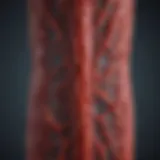 Illustration of the circulatory system showcasing blood flow dynamics