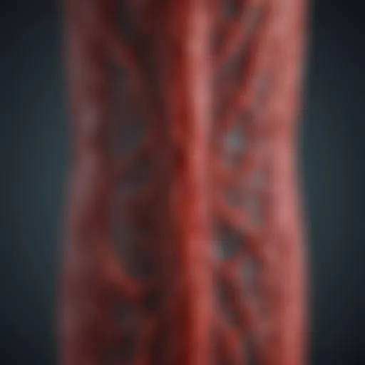Illustration of the circulatory system showcasing blood flow dynamics
