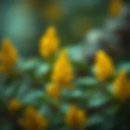 The Multifaceted Effects of Frankincense Introduction