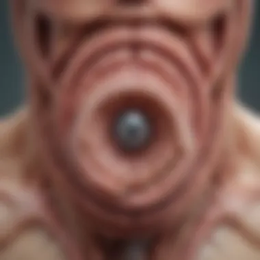 Detailed anatomy of urinary sphincters Anatomy of urinary sphincters