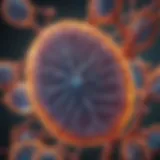 Illustration of mitochondrial structure highlighting ROS generation