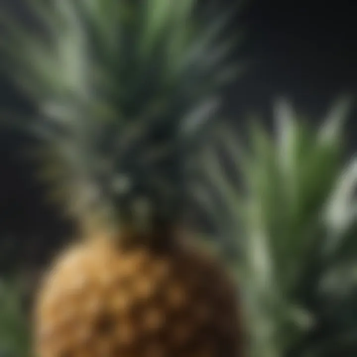 Pineapple plant surrounded by varying environmental conditions.