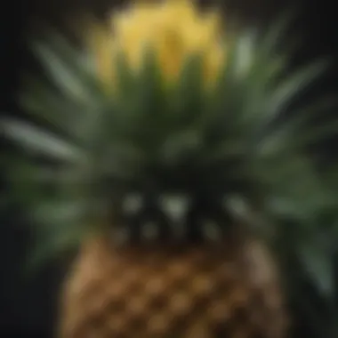 Graph illustrating the relationship between light, temperature, and pineapple flowering.