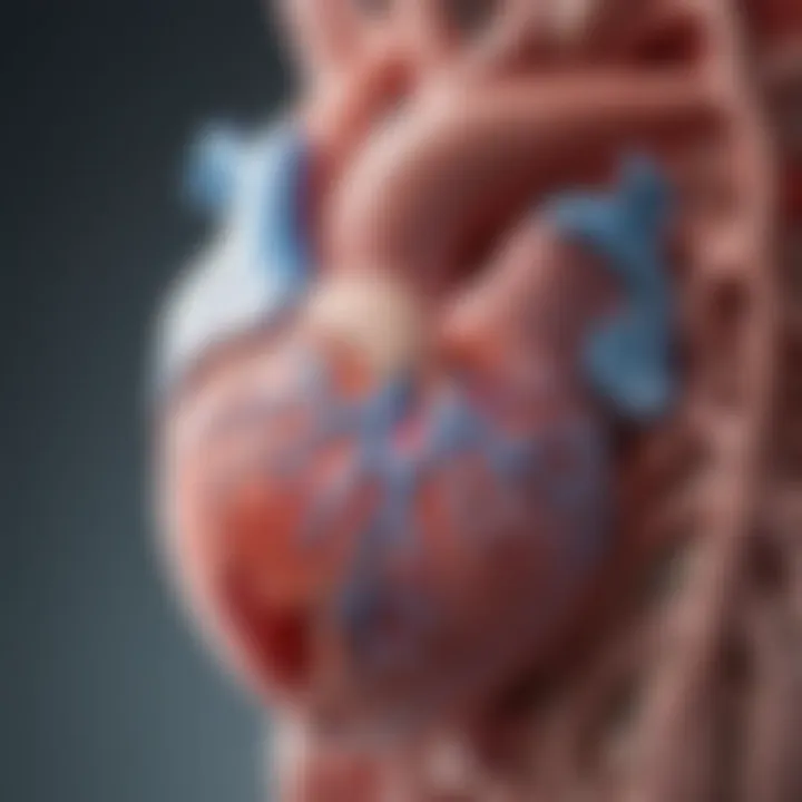 Anatomical diagram of the heart valves