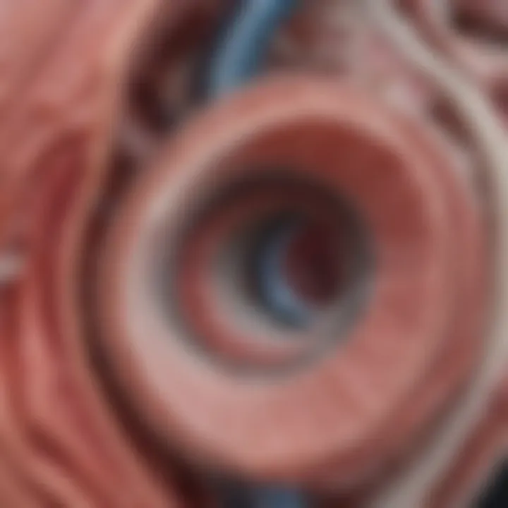 Close-up of mitral valve structure