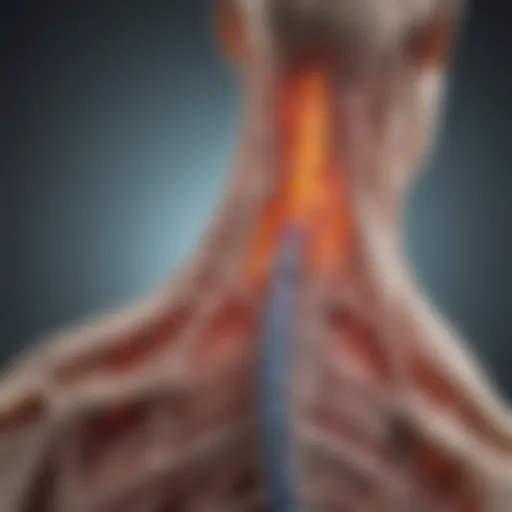 Illustration of the spinal cord affected by transverse myelitis