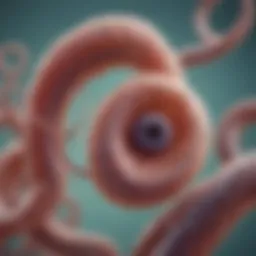 Conceptual illustration of H. pylori bacteria