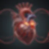 Illustration of the heart showcasing the electrical pathways affected by atrial fibrillation.