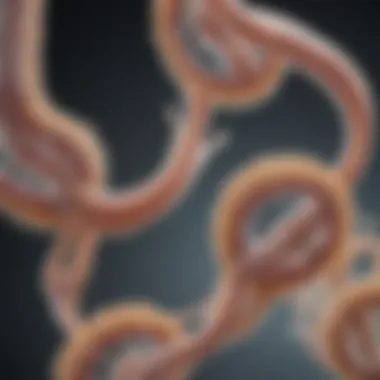 Lifecycle stages of Candida albicans Lifecycle illustration of Candida albicans