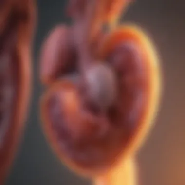 Kidney Function and Health Connection An animated representation of kidney functions and their impact on overall health.