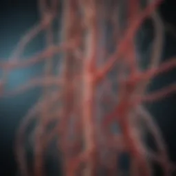 Neural pathways involved in erection stimuli