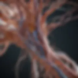 Anatomy of the nervous system showcasing neural pathways