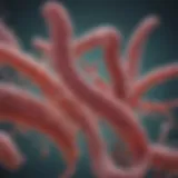 Microscopic view of Helicobacter pylori bacteria