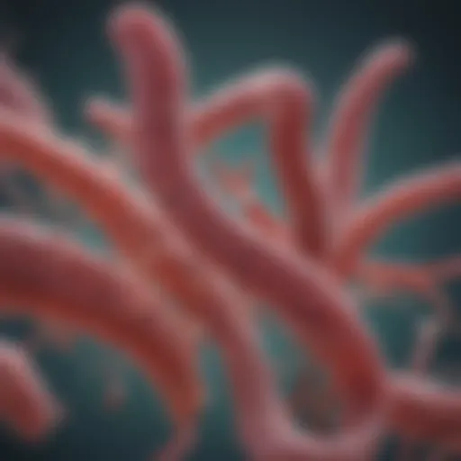 Microscopic view of Helicobacter pylori bacteria