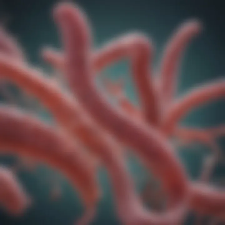 Microscopic view of Helicobacter pylori bacteria