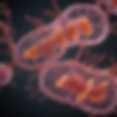 Diagram Illustrating Telomerase Function in Cellular Aging Diagram illustrating telomerase function in cellular aging