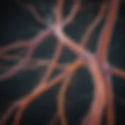 Illustration depicting the neural pathways affected by Multiple Sclerosis