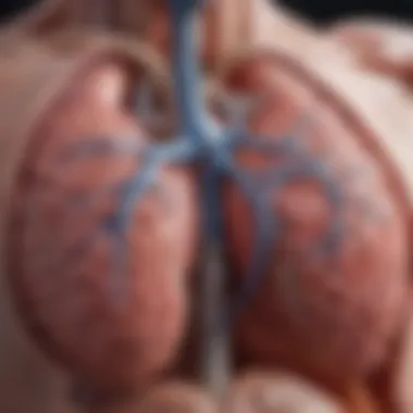 Detailed diagram of lung anatomy highlighting tumor locations