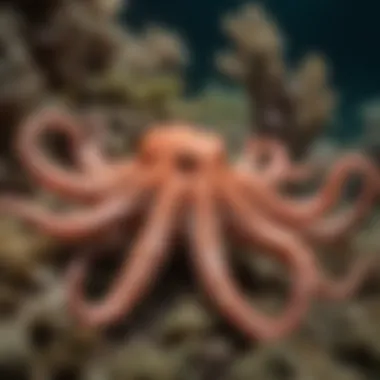 Camouflage Mastery: The Art of Blending In An octopus demonstrating its remarkable camouflage abilities in a coral reef.