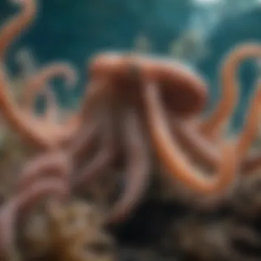 Social Dynamics: Interactions Among Cephalopods A group of octopuses engaging in social interactions in their underwater habitat.