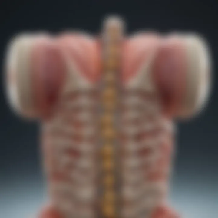 Diagram illustrating the mechanisms leading to vertebral fragility