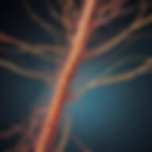 Illustration depicting neural pathways activated in overactive nerve disorder