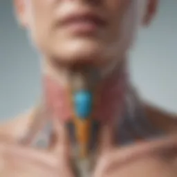 Thyroid anatomy highlighting potential areas of concern