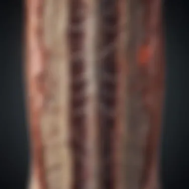 Illustration depicting the anatomy of the spinal cord and surrounding structures