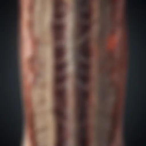 Illustration depicting the anatomy of the spinal cord and surrounding structures