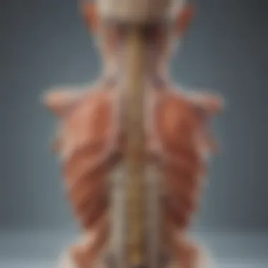 Diagram illustrating the pathophysiology of spinal cord tumors