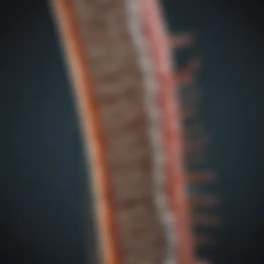 Infographic showcasing various types of spinal cord neoplasms