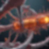 A graphical representation of Xtandi's mechanism of action in prostate cancer treatment