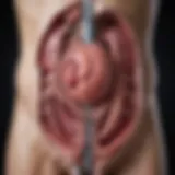 Diagram illustrating the anatomy of the urinary tract