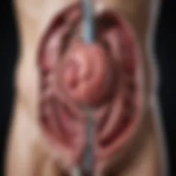 Diagram illustrating the anatomy of the urinary tract