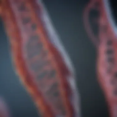 Genetic Structure of Williams Disease Illustration depicting the genetic structure associated with Williams Disease.